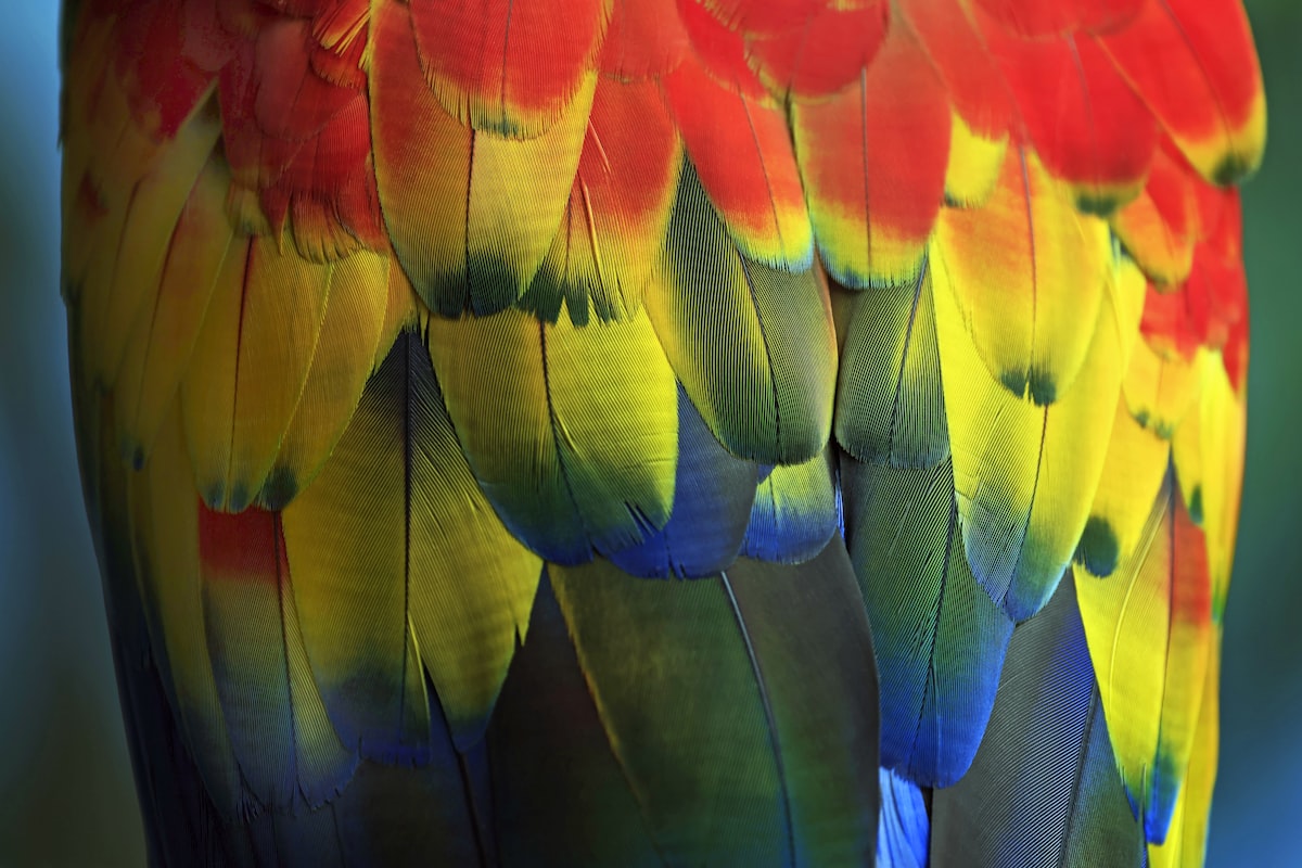 Bird enrichment activities at Ajax Birding Co.