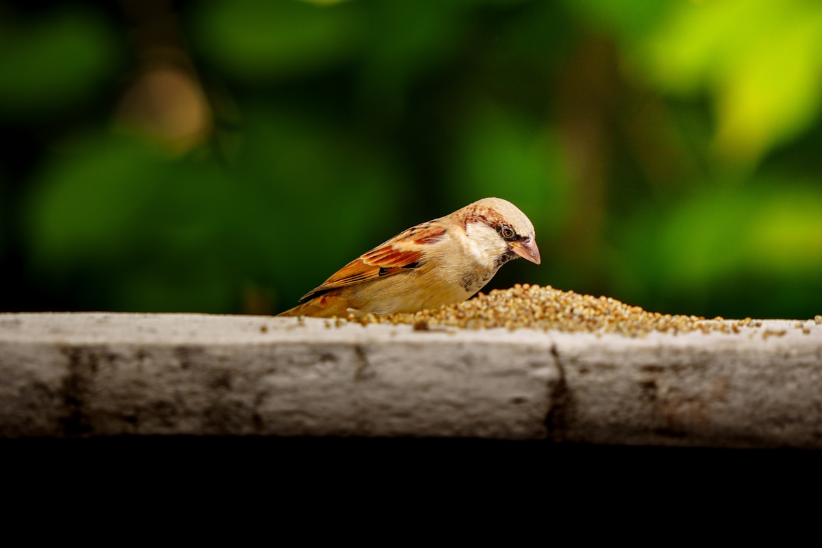 Seasonal Bird Care Tips for Ajax Winters