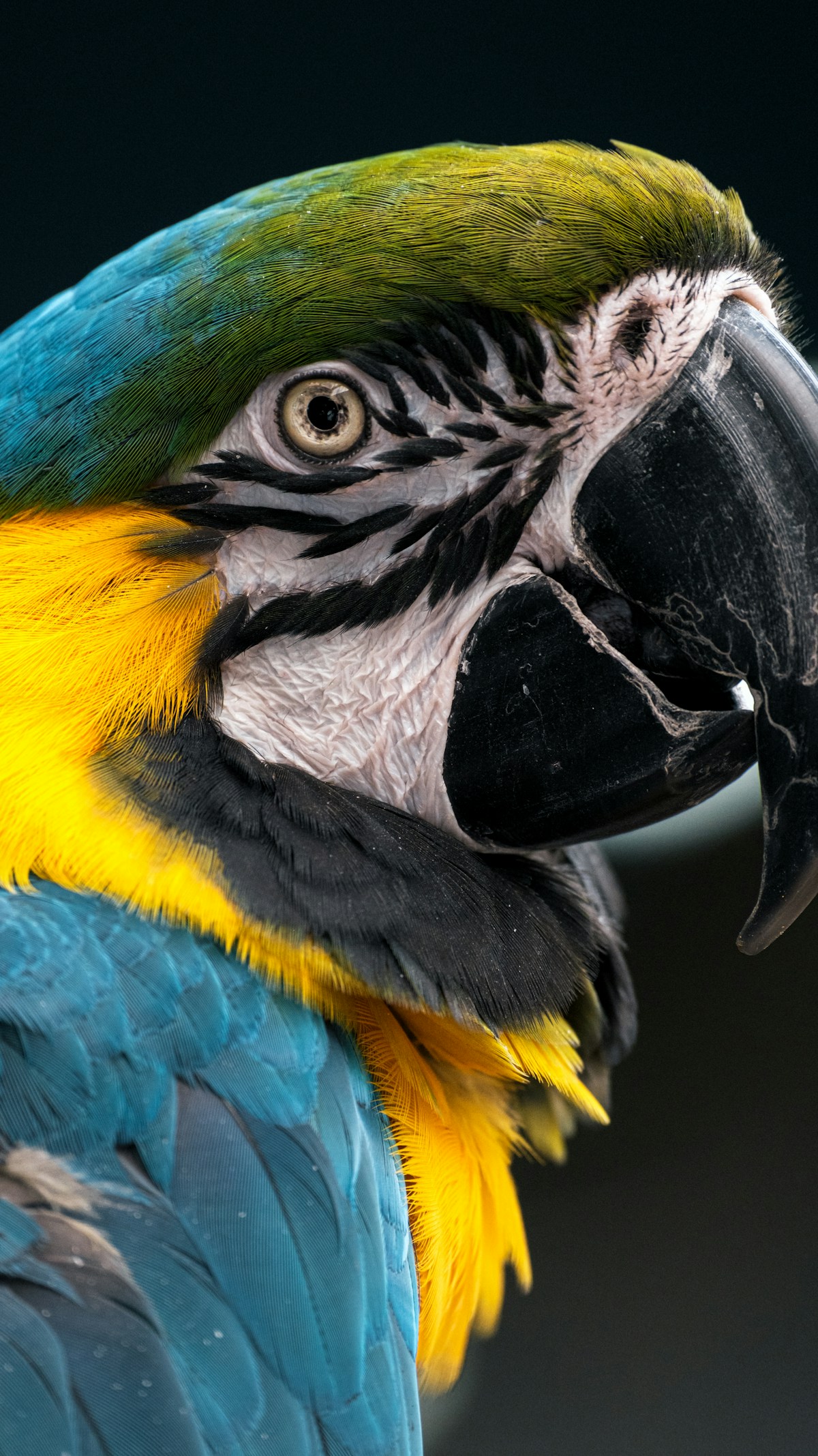Understanding Your Bird's Body Language